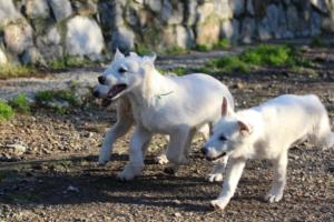 White-Shepherd-Puppies-BTWW-Sparta-03122019-066