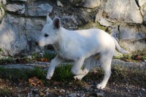 White-Shepherd-Puppies-BTWW-Sparta-03122019-082