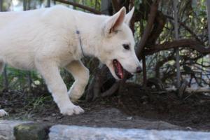 White-Shepherd-Puppies-BTWW-Sparta-03122019-089