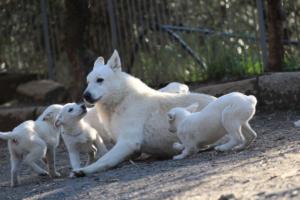 White-Shepherd-Puppies-BTWW-Sparta-03122019-093