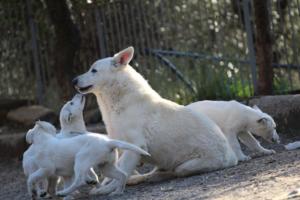 White-Shepherd-Puppies-BTWW-Sparta-03122019-095