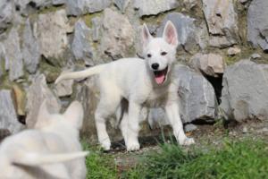 White-Shepherd-Puppies-BTWW-Spartans-081119-009