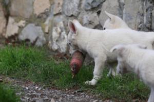White-Shepherd-Puppies-BTWW-Spartans-081119-027