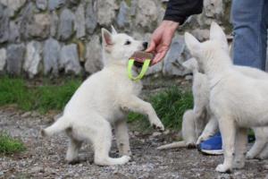 White-Shepherd-Puppies-BTWW-Spartans-081119-036