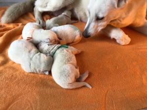 white shepherd puppies available1