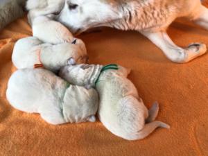 white shepherd puppies available2