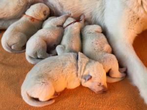 white shepherd puppies available4