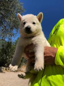 White-Shepherd-Puppies-BTWW-V-IMG 5195