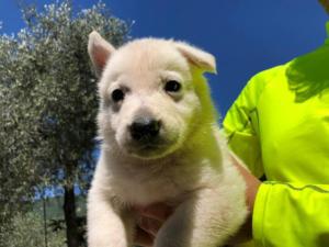 White-Shepherd-Puppies-BTWW-V-IMG 5215