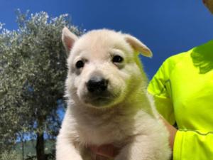 White-Shepherd-Puppies-BTWW-V-IMG 5216