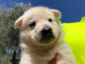 White-Shepherd-Puppies-BTWW-V-IMG 5229