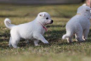 White-Swiss-Shepherd-Puppy-BTWW-Hotfire-4-weeks0001