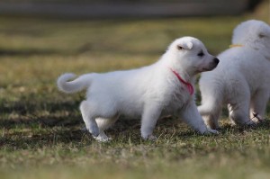 White-Swiss-Shepherd-Puppy-BTWW-Hotfire-4-weeks0002