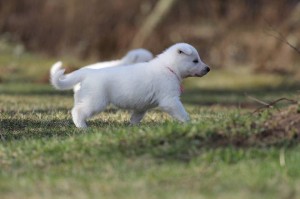 White-Swiss-Shepherd-Puppy-BTWW-Hotfire-4-weeks0003