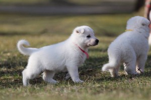 White-Swiss-Shepherd-Puppy-BTWW-Hotfire-4-weeks0004