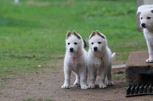 White-Swiss-Shepherd-Puppy-BTWW-Hotfire-6-weeks0001