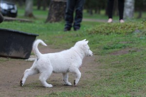 White-Swiss-Shepherd-Puppy-BTWW-Hotfire-6-weeks0003