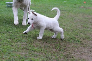 White-Swiss-Shepherd-Puppy-BTWW-Hotfire-6-weeks0004