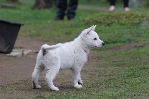 White-Swiss-Shepherd-Puppy-BTWW-Hotfire-6-weeks0005