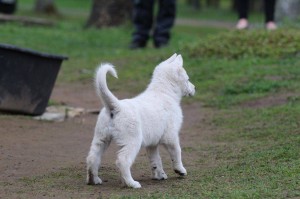 White-Swiss-Shepherd-Puppy-BTWW-Hotfire-6-weeks0006