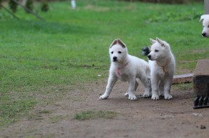 White-Swiss-Shepherd-Puppy-BTWW-Hotfire-6-weeks0007