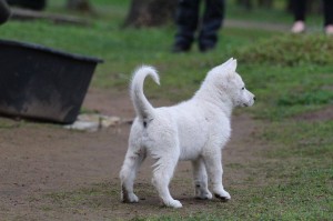 White-Swiss-Shepherd-Puppy-BTWW-Hotfire-6-weeks0009