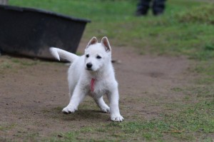 White-Swiss-Shepherd-Puppy-BTWW-Hotfire-6-weeks0010