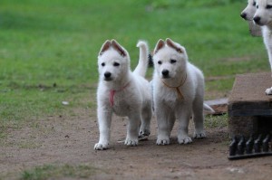White-Swiss-Shepherd-Puppy-BTWW-Hotfire-6-weeks0011
