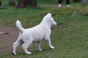 White-Swiss-Shepherd-Puppy-BTWW-Hotfire-6-weeks0012