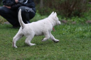 White-Swiss-Shepherd-Puppy-BTWW-Hotfire-6-weeks0013