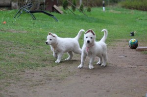 White-Swiss-Shepherd-Puppy-BTWW-Hotfire-6-weeks0014