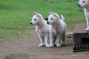 White-Swiss-Shepherd-Puppy-BTWW-Hotfire-6-weeks0015