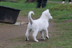 White-Swiss-Shepherd-Puppy-BTWW-Hotfire-6-weeks0016