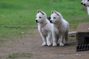 White-Swiss-Shepherd-Puppy-BTWW-Hotfire-6-weeks0017