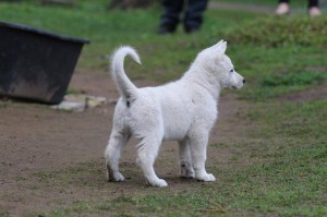 White-Swiss-Shepherd-Puppy-BTWW-Hotfire-6-weeks0018