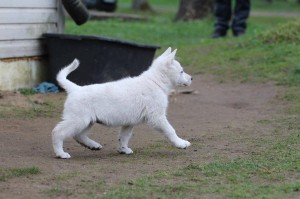 White-Swiss-Shepherd-Puppy-BTWW-Hotfire-6-weeks0019