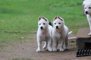 White-Swiss-Shepherd-Puppy-BTWW-Hotfire-6-weeks0021