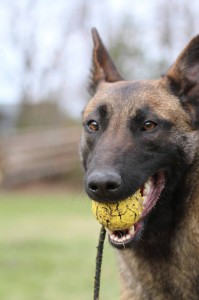 Belgian-Shepherd-Dog-Malinois-Risk-van-Valescas-Home-April-20150009