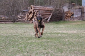 Belgian-Shepherd-Dog-Malinois-Risk-van-Valescas-Home-April-20150034