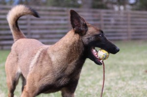 Belgian-Shepherd-Dog-Malinois-Risk-van-Valescas-Home-April-20150038