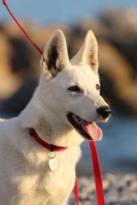 White Swiss Shepherd Puppy Born to Win Warrior Yakuza Italy 2017003