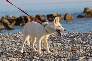 White Swiss Shepherd Puppy Born to Win Warrior Yakuza Italy 2017014