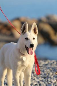 White Swiss Shepherd Puppy Born to Win Warrior Yakuza Italy 2017016