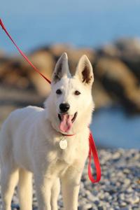 White Swiss Shepherd Puppy Born to Win Warrior Yakuza Italy 2017018