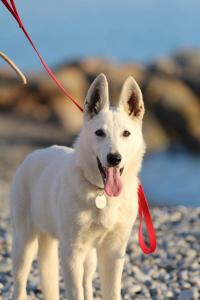 White Swiss Shepherd Puppy Born to Win Warrior Yakuza Italy 2017019