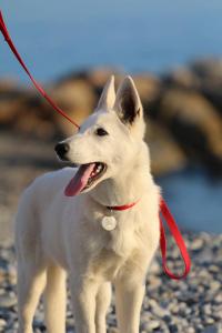 White Swiss Shepherd Puppy Born to Win Warrior Yakuza Italy 2017023
