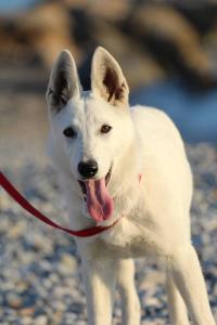White Swiss Shepherd Puppy Born to Win Warrior Yakuza Italy 2017024