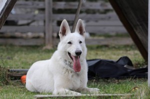 White-Swiss-Shepherd-Dog-Born-to-Win-White-Zorro-April-2015-0001
