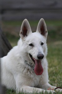 White-Swiss-Shepherd-Dog-Born-to-Win-White-Zorro-April-2015-0003