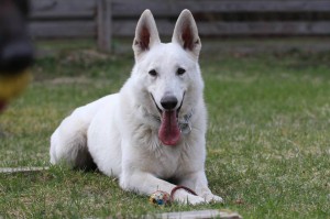 White-Swiss-Shepherd-Dog-Born-to-Win-White-Zorro-April-2015-0005